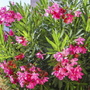 oleander