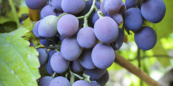 Winogrona w ogrodzie - uprawa winogron i produkcja domowego wina