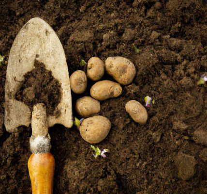 Sadzenie ziemniaków – terminy, nawożenie, pielęgnacja