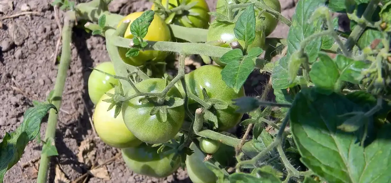 czym pryskać pomidory