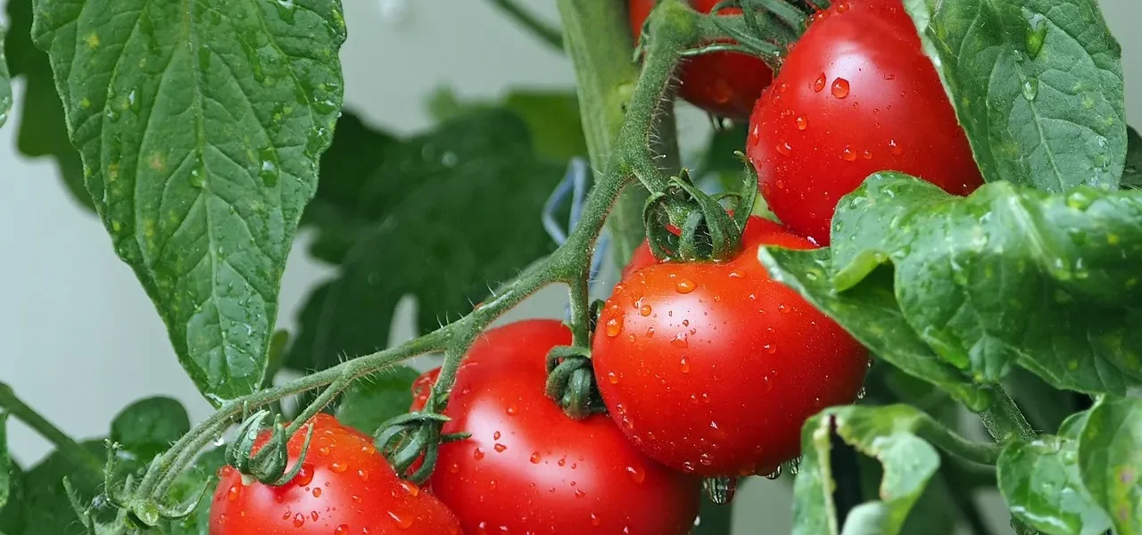 Kiedy sadzić pomidory do gruntu