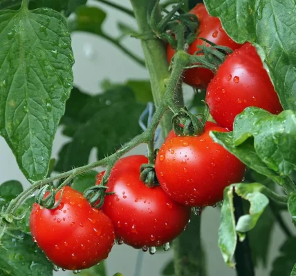 Kiedy sadzić pomidory do gruntu